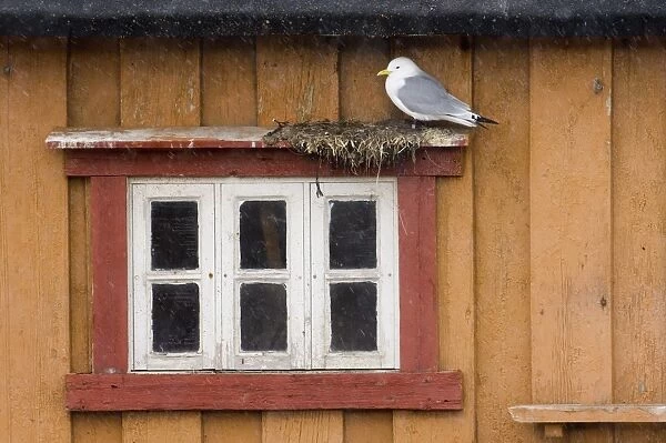 Kittiwake (Rissa tridactyla) adult, nesting on building, Vardo, Finnmark, Norway, march