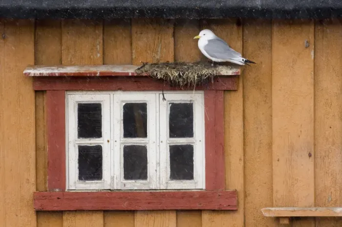 Framed Print : Kittiwake (Rissa tridactyla) adult, nesting on building, Vardo, Finnmark, Norway, march Framed Print : Kittiwake (Rissa tridactyla) adult, nesting on building, Vardo, Finnmark, Norway, march