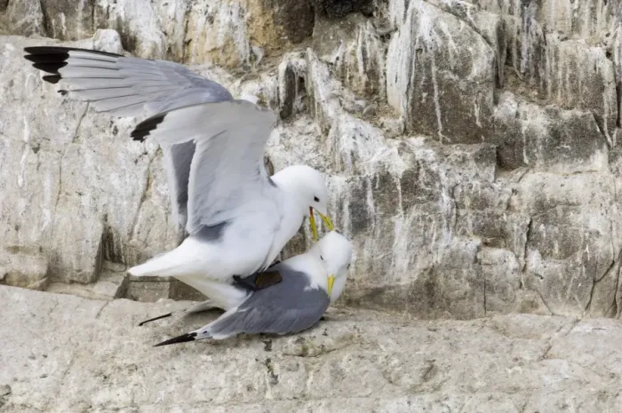 Framed Print : Kittiwake (Rissa tridactyla) adult pair, mating, Inner Farne, Farne Islands, Northumberland, England, summer Framed Print : Kittiwake (Rissa tridactyla) adult pair, mating, Inner Farne, Farne Islands, Northumberland, England, summer