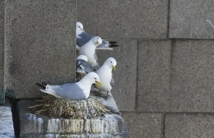 Framed Print : Kittiwake (Rissa tridactyla) adults, nesting on building in city centre, Newcastle, Tyne and Wear, England, june Framed Print : Kittiwake (Rissa tridactyla) adults, nesting on building in city centre, Newcastle, Tyne and Wear, England, june