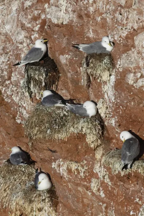 Framed Print : Kittiwake (Rissa tridactyla) adults, breeding colony, nesting on sea cliffs, Heligoland, Schleswig-Holstein, Germany Framed Print : Kittiwake (Rissa tridactyla) adults, breeding colony, nesting on sea cliffs, Heligoland, Schleswig-Holstein, Germany
