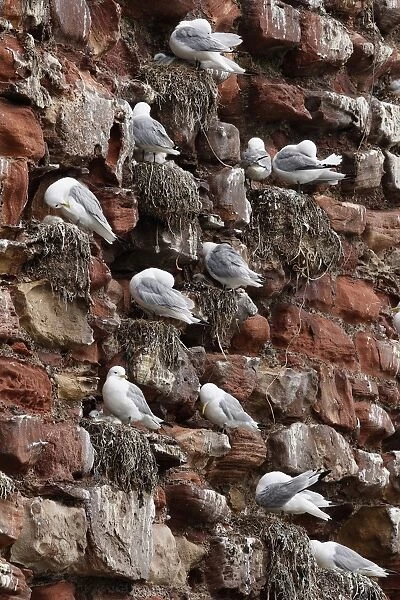 Kittiwake (Rissa tridactyla) adults and chicks, nesting colony on red sandstone castle wall, Dunbar Castle