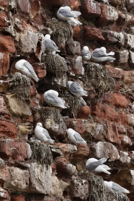 Framed Print : Kittiwake (Rissa tridactyla) adults and chicks, nesting colony on red sandstone castle wall, Dunbar Castle Framed Print : Kittiwake (Rissa tridactyla) adults and chicks, nesting colony on red sandstone castle wall, Dunbar Castle