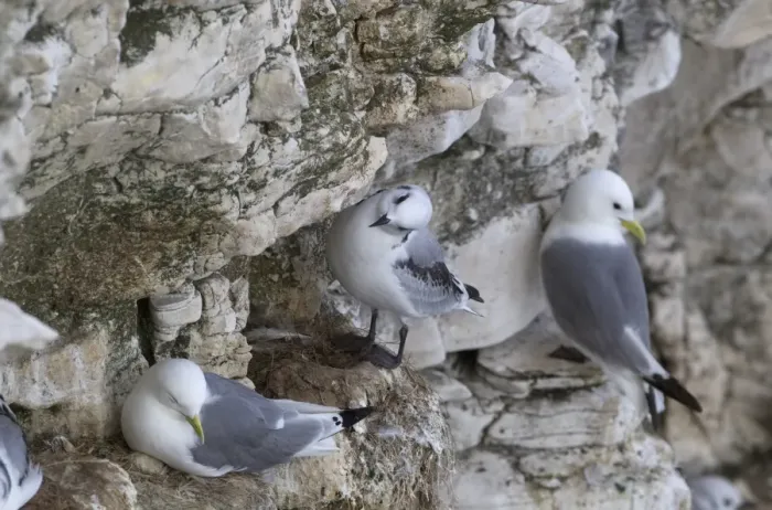 Framed Print : Kittiwake (Rissa tridactyla) adults and juvenile, nesting colony on cliff, Scotland, july Framed Print : Kittiwake (Rissa tridactyla) adults and juvenile, nesting colony on cliff, Scotland, july