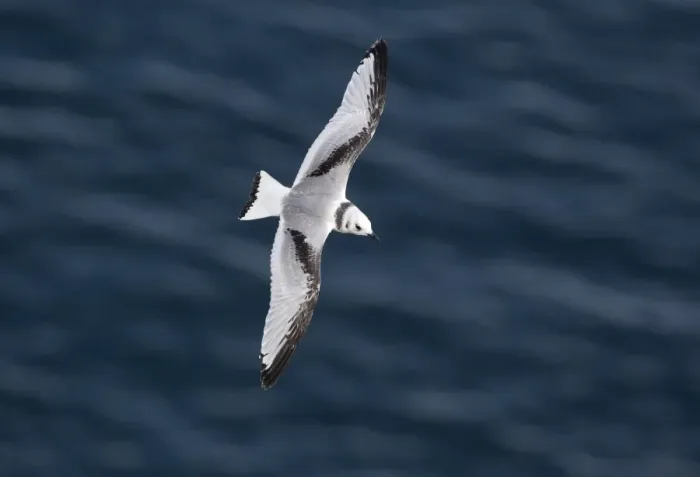 Framed Print : Kittiwake (Rissa tridactyla) juvenile, in flight over sea, Bempton Cliffs RSPB Reserve, East Yorkshire, England, july Framed Print : Kittiwake (Rissa tridactyla) juvenile, in flight over sea, Bempton Cliffs RSPB Reserve, East Yorkshire, England, july