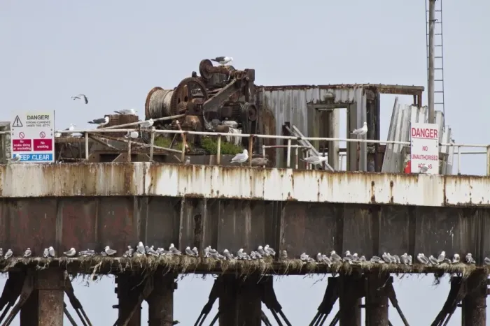 Framed Print : Kittiwakes nest on offshore rig part of the magnox south, Sizewell A - Suffolk