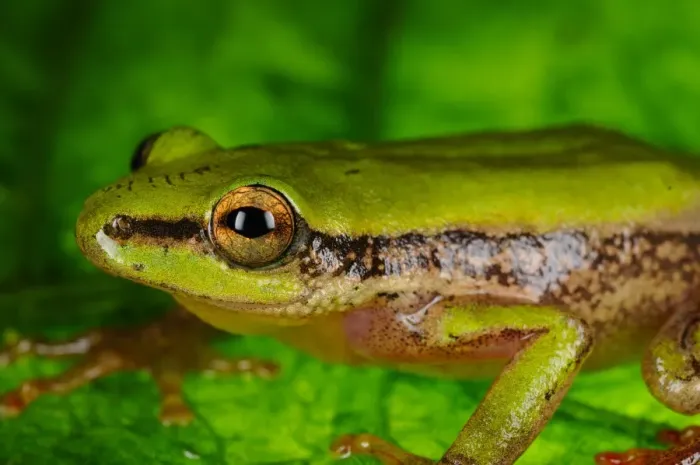 Framed Print : Kivu Reed Frog (Hyperolius kivuensis) adult, sitting on leaf in tropical montane forest, Nyungwe Forest N. P Framed Print : Kivu Reed Frog (Hyperolius kivuensis) adult, sitting on leaf in tropical montane forest, Nyungwe Forest N. P