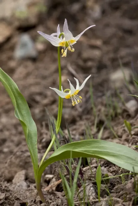 Framed Print : Klamath Fawn Lily (Erythronium klamathense) flowering, Klamath Mountains, Northern California, U. S. A. july Framed Print : Klamath Fawn Lily (Erythronium klamathense) flowering, Klamath Mountains, Northern California, U. S. A. july