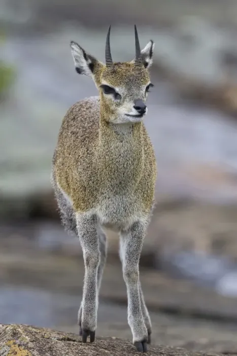 Framed Print : Klipspringer (Oreotragus oreotragus) adult, standing on rock, Serengeti N. P. Tanzania, november Framed Print : Klipspringer (Oreotragus oreotragus) adult, standing on rock, Serengeti N. P. Tanzania, november