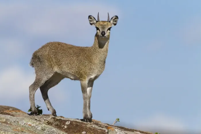 Framed Print : Klipspringer (Oreotragus oreotragus) adult male, standing on rock, Serengeti N. P. Tanzania, December Framed Print : Klipspringer (Oreotragus oreotragus) adult male, standing on rock, Serengeti N. P. Tanzania, December
