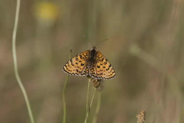 Framed Print : Knapweed Fritillary, male. Easten Europe, Bulgaria Melitaea phoebe punica Framed Print : Knapweed Fritillary, male. Easten Europe, Bulgaria Melitaea phoebe punica