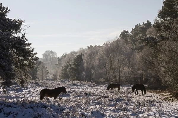 Knettishall Heath is one of Suffolks largest surviving areas of Breckland heath now managed by the Suffolk Wildlife