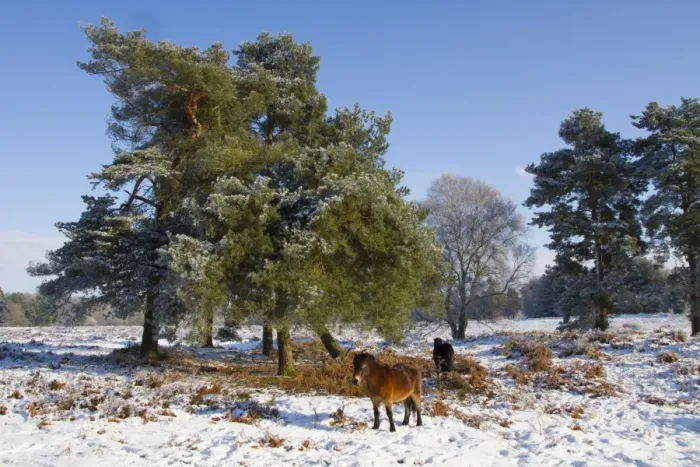 Framed Print : Knettishall Heath is one of Suffolks largest surviving areas of Breckland heath now managed by the Suffolk Wildlife Framed Print : Knettishall Heath is one of Suffolks largest surviving areas of Breckland heath now managed by the Suffolk Wildlife