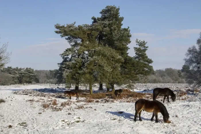 Framed Print : Knettishall Heath is one of Suffolks largest surviving areas of Breckland heath now managed by the Suffolk Wildlife Framed Print : Knettishall Heath is one of Suffolks largest surviving areas of Breckland heath now managed by the Suffolk Wildlife