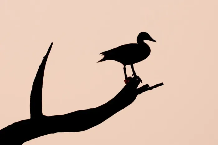 Framed Print : Knob-billed Goose (Sarkidiornis melanotos) adult female, roosting in dead tree, silhouetted at sunset, Keoladeo Ghana N. P. (Bharatpur), Rajasthan, India Framed Print : Knob-billed Goose (Sarkidiornis melanotos) adult female, roosting in dead tree, silhouetted at sunset, Keoladeo Ghana N. P. (Bharatpur), Rajasthan, India