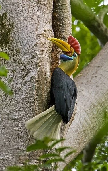 Knobbed Hornbill (Aceros cassidix) adult male, at entrance to nesthole in tree trunk, Tangkoko, Sulawesi, Indonesia