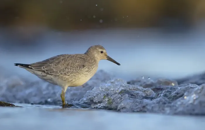 Framed Print : Knot (Calidris canutus) adult, winter plumage, foraging in shallow water on beach, Shetland Islands, Scotland, september