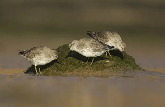 Framed Print : Knot (Calidris canutus) three adults, winter plumage, foraging on mudflats at low tide, Yorkshire, England, February Framed Print : Knot (Calidris canutus) three adults, winter plumage, foraging on mudflats at low tide, Yorkshire, England, February