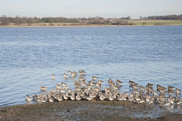 Knot (Calidris canutus) and Black-tailed Godwit (Limosa limosa) flock, winter plumage, roosting at high tide in river habitat, River Stour, Essex, England, january