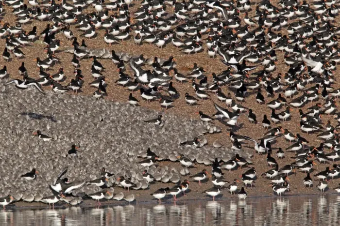 Framed Print : Knot (Calidris canutus) and Eurasian Oystercatcher (Haematopus ostralegus) flock, at roost in coastal lagoon habitat, Snettisham RSPB Reserve, Norfolk, England, march Framed Print : Knot (Calidris canutus) and Eurasian Oystercatcher (Haematopus ostralegus) flock, at roost in coastal lagoon habitat, Snettisham RSPB Reserve, Norfolk, England, march