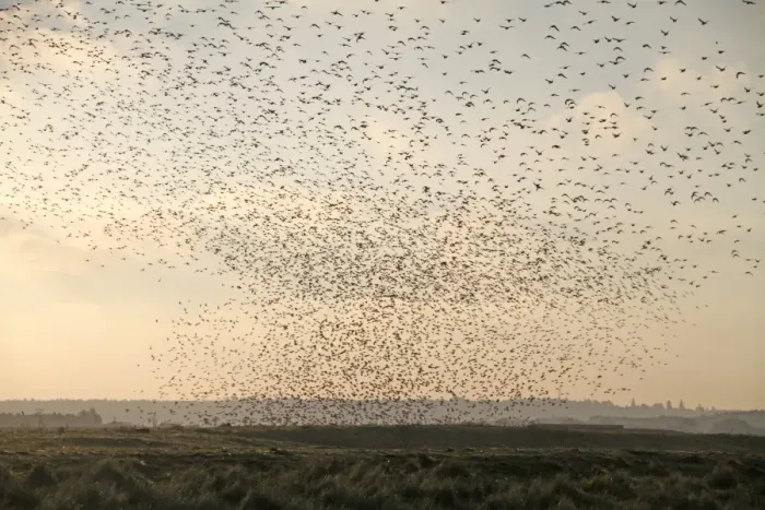 Framed Print : Knot (Calidris canutus) flock, in flight, coming into roost over coastal habitat at high tide, The Wash, Snettisham RSPB Reserve, Norfolk, England, october Framed Print : Knot (Calidris canutus) flock, in flight, coming into roost over coastal habitat at high tide, The Wash, Snettisham RSPB Reserve, Norfolk, England, october
