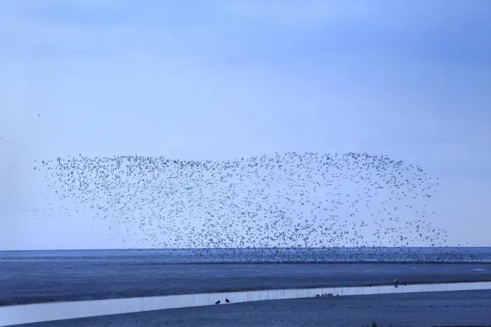 Framed Print : Knot (Calidris canutus) flock, in flight, with other waders over mudflats in estuary habitat at low tide Framed Print : Knot (Calidris canutus) flock, in flight, with other waders over mudflats in estuary habitat at low tide