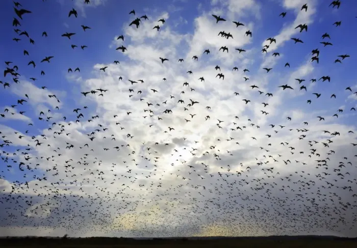Framed Print : Knot (Calidris canutus) flock, in flight, silhouetted leaving high tide roost, returning to feed on estuary mudflats Framed Print : Knot (Calidris canutus) flock, in flight, silhouetted leaving high tide roost, returning to feed on estuary mudflats