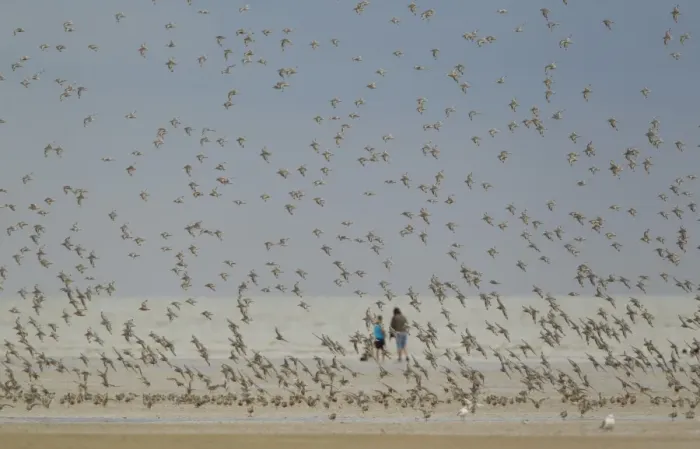 Framed Print : Knot (Calidris canutus) flock, in flight over beach, with people in background, Norfolk, England, august Framed Print : Knot (Calidris canutus) flock, in flight over beach, with people in background, Norfolk, England, august