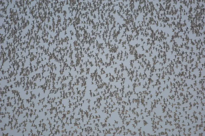 Framed Print : Knot (Calidris canutus) flock, mass in flight over high tide roost, The Wash, Snettisham, Norfolk, England, september Framed Print : Knot (Calidris canutus) flock, mass in flight over high tide roost, The Wash, Snettisham, Norfolk, England, september