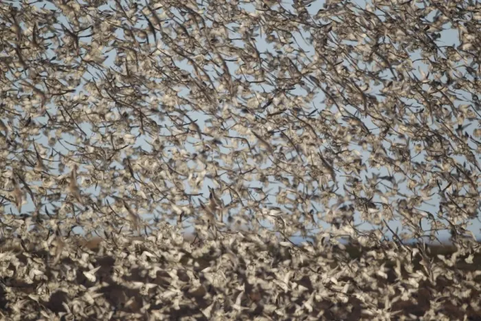 Framed Print : Knot (Calidris canutus) flock, mass in flight at roost, Snettisham RSPB Reserve, Norfolk, England, march Framed Print : Knot (Calidris canutus) flock, mass in flight at roost, Snettisham RSPB Reserve, Norfolk, England, march