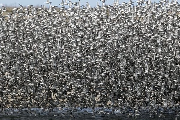Knot (Calidris canutus) flock, mass in flight at roost, Snettisham RSPB Reserve, Norfolk, England, march