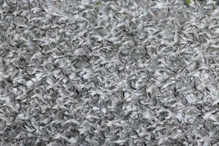 Framed Print : Knot (Calidris canutus) flock, non-breeding plumage, in flight, at high tide roost, Snettisham, Norfolk, England