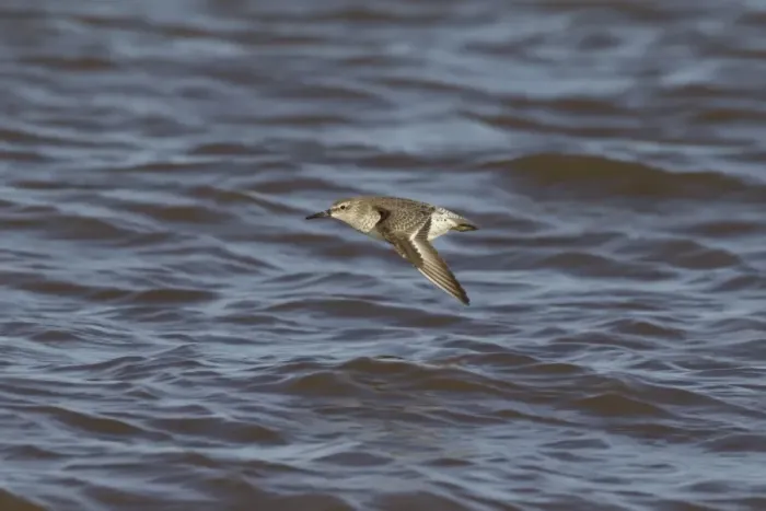 Framed Print : Knot (Calidris canutus) juvenile, in flight over water, Titchwell RSPB Reserve, Norfolk, England, November Framed Print : Knot (Calidris canutus) juvenile, in flight over water, Titchwell RSPB Reserve, Norfolk, England, November