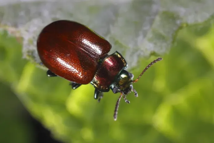Framed Print : Knotgrass Leaf Beetle (Chrysolina polita) adult, resting on leaf, Powys, Wales, june Framed Print : Knotgrass Leaf Beetle (Chrysolina polita) adult, resting on leaf, Powys, Wales, june