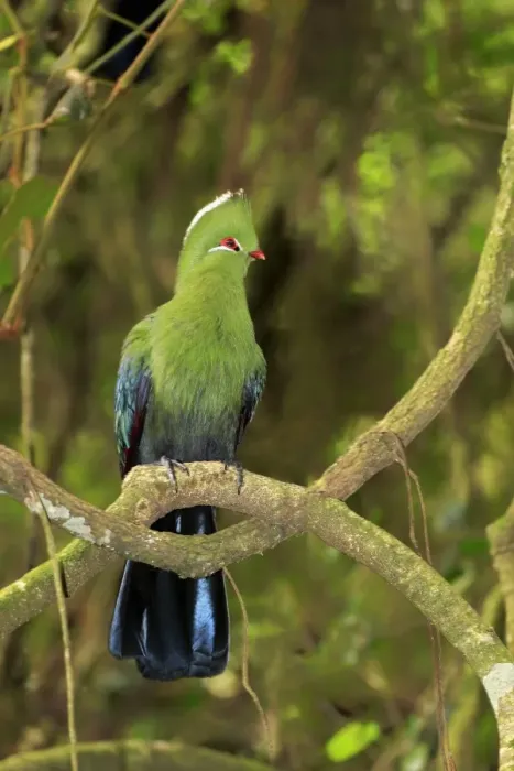 Framed Print : Knysna Turaco (Tauraco corythaix) adult, perched on branch, Knysna, Eastern Cape, South Africa, December