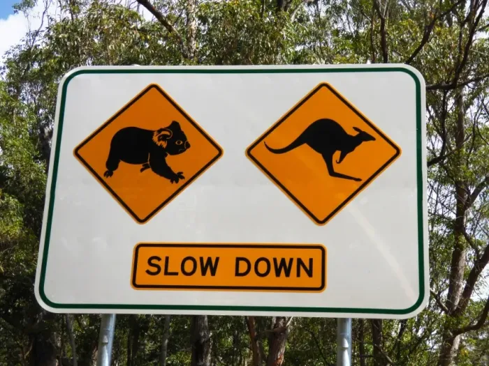 Framed Print : Koala and kangaroo crossing road sign, Queensland, Australia, October Framed Print : Koala and kangaroo crossing road sign, Queensland, Australia, October
