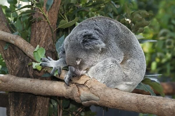 Koala (Phascolarctos cinereus) adult, sleeping on branch, in rescue centre, Brisbane Koala Park, Queensland, Australia