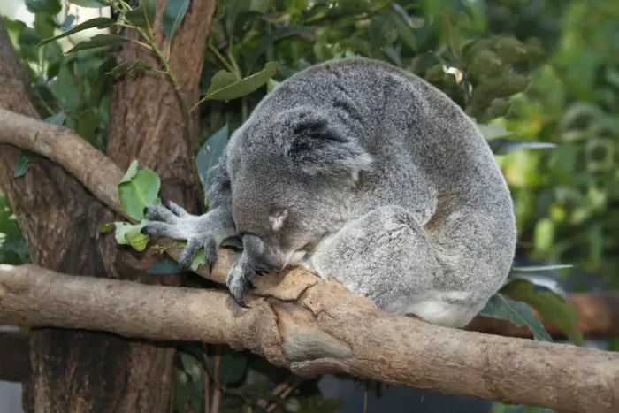 Framed Print : Koala (Phascolarctos cinereus) adult, sleeping on branch, in rescue centre, Brisbane Koala Park, Queensland, Australia Framed Print : Koala (Phascolarctos cinereus) adult, sleeping on branch, in rescue centre, Brisbane Koala Park, Queensland, Australia