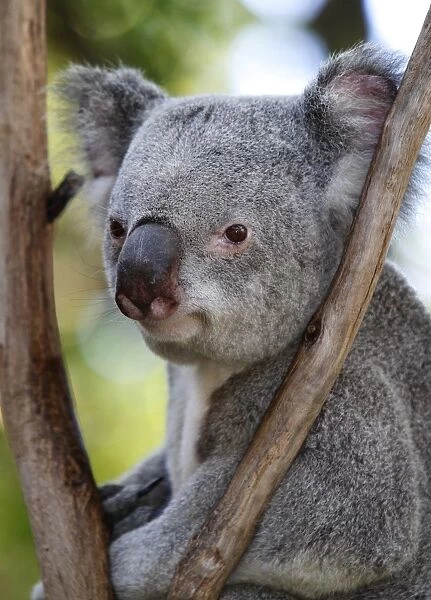 Koala (Phascolarctos cinereus) adult, close-up of head, in rescue centre, Brisbane Koala Park, Queensland, Australia