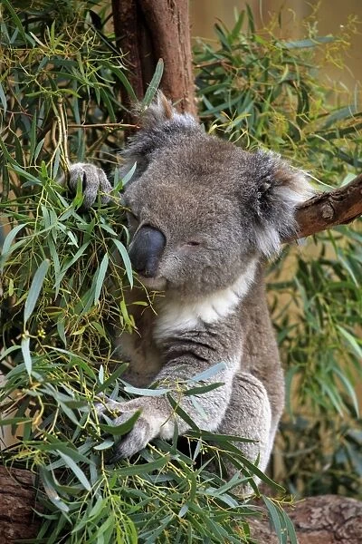 Koala (Phascolarctos cinereus) adult, feeding on eucalyptus leaves in tree, Victoria, Australia, November