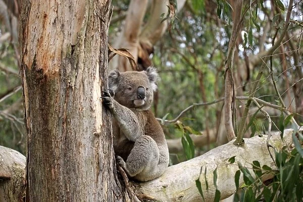 Koala (Phascolarctos cinereus) adult, sitting in tree, Victoria, Australia, November