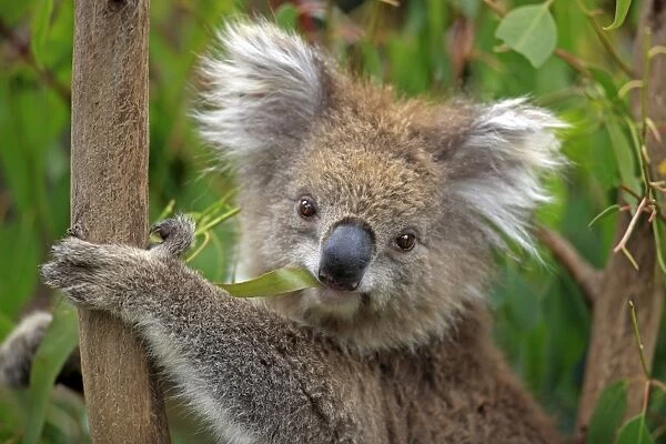 Koala (Phascolarctos cinereus) adult, close-up of head, feeding on leaves in eucalyptus tree, Australia