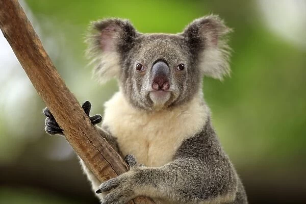 Koala (Phascolarctos cinereus) adult, close-up of head, Australia