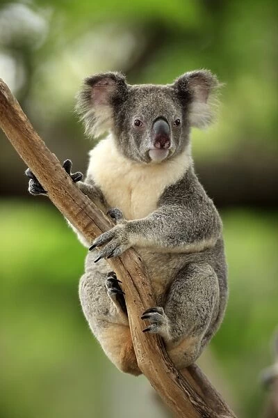 Koala (Phascolarctos cinereus) adult, clinging to branch, Australia