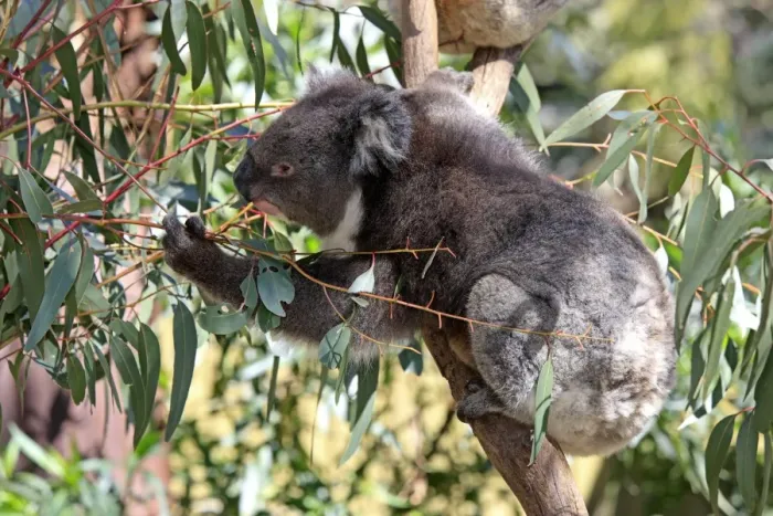 Framed Print : Koala (Phascolarctos cinereus) adult, feeding on eucalyptus leaves, South Australia, Australia Framed Print : Koala (Phascolarctos cinereus) adult, feeding on eucalyptus leaves, South Australia, Australia
