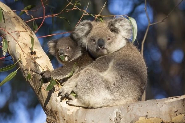 Koala (Phascolarctos cinereus) adult female and young, feeding on leaves, sitting on branch in eucalyptus tree