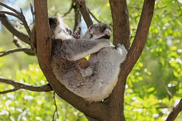 Koala (Phascolarctos cinereus) adult female with young, resting in tree, Victoria, Australia, November