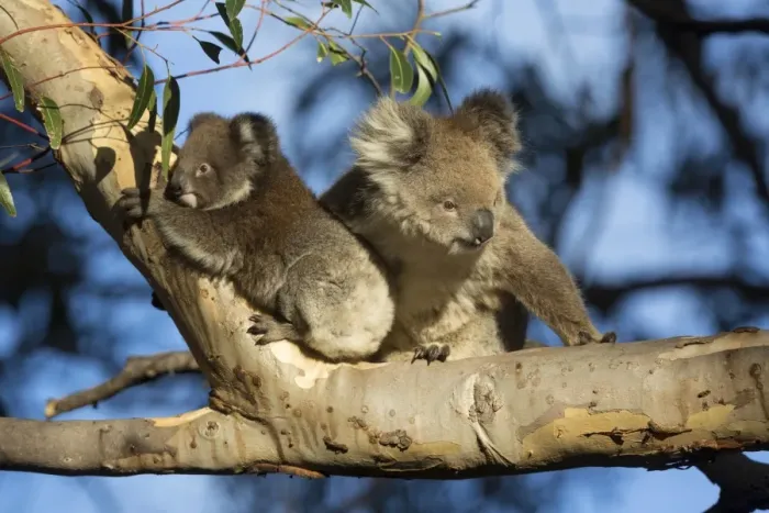 Framed Print : Koala (Phascolarctos cinereus) adult female and young, sitting on branch in eucalyptus tree, Kangaroo Island
