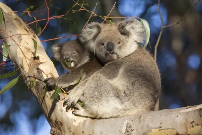 Framed Print : Koala (Phascolarctos cinereus) adult female and young, feeding on leaves, sitting on branch in eucalyptus tree Framed Print : Koala (Phascolarctos cinereus) adult female and young, feeding on leaves, sitting on branch in eucalyptus tree