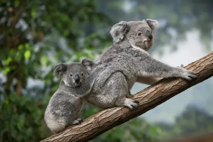 Framed Print : Koala (Phascolarctos cinereus) adult female with young, sitting on branch (captive) Framed Print : Koala (Phascolarctos cinereus) adult female with young, sitting on branch (captive)